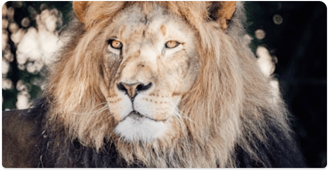 How to get eaten alive workshop with pros